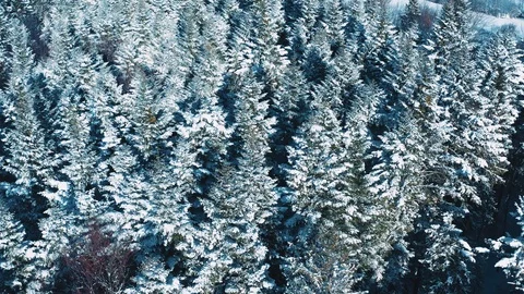 Top view from the drone of the thick forest covered with snow. Beautiful nature Stock Footage 107445993