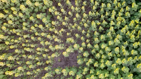 Top view from a drone in upward hovering flight of a sunflower field Stock Footage 283448688