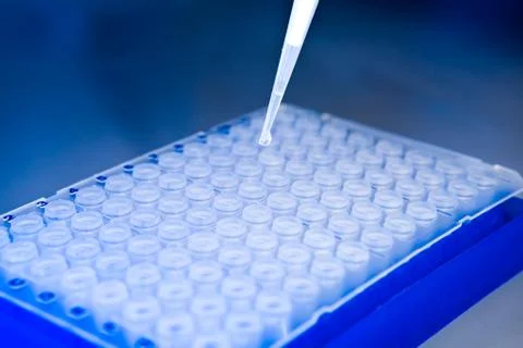 Top view, drop on tip of pipette above cell plate Stock Photos