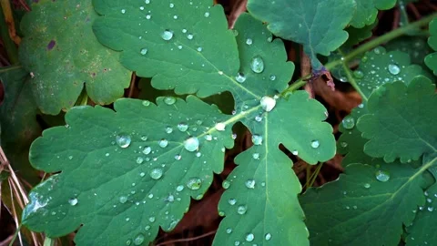 Top view of the drops of clean water that lie on a green leaf in the garden Video stock 97335380