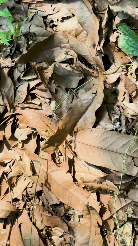 Top view of dry fallen brown autumn leaves scattered on the ground in a for.. Stock-Footage 337788584