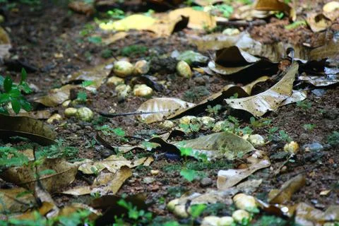 Top view of Dry leaf litter on wet ground after rain Stock Photos