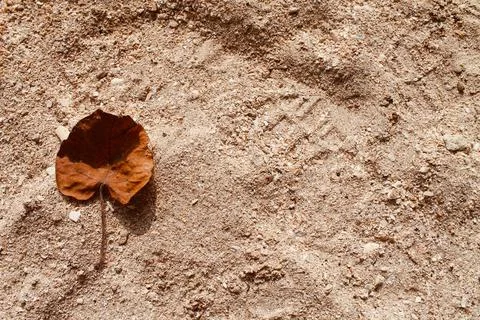 Top View of Dry Leaf on Sandy Beach at Tanjung Lesung Beach Indonesia Stock Photos
