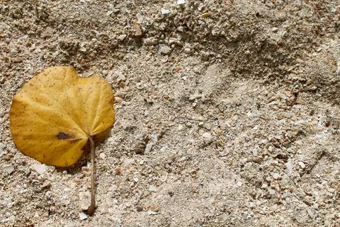 Top View of Dry Leaf on Sandy Beach at Tanjung Lesung Beach Indonesia Stock Photos