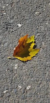 Top view of a dry yellow fall leaf on the ground under the sunlight Stock Photos