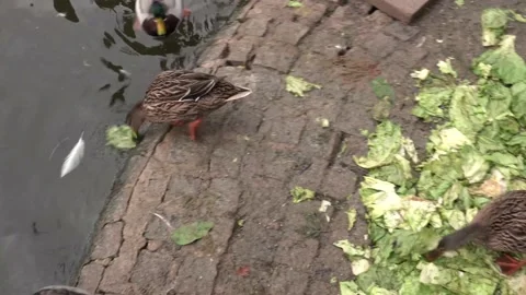 Top view of duck eats the lettuce after washing it Stock Footage 149853092