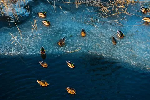 Top view of ducks swimming on the surface of the water. Evening sunlight with Stock Photos