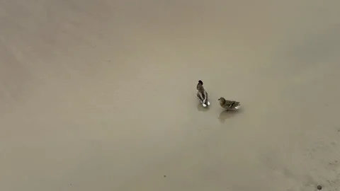 Top view of ducks walking on a sandy beach on a cloudy day Stock Footage 310605525