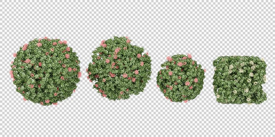 Top view of Dwarf ixora Trees isolated on white background, tropical trees .. Stock Photos