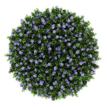 Top view of dwarf periwinkle flowers isolated on white background Stock Illustration
