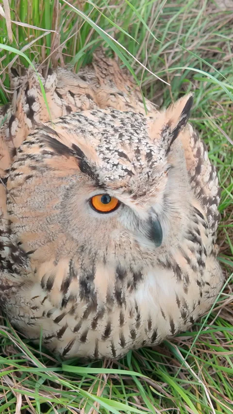 Top view of Eagle-owl sits on high grass, hiding from cold autumn winds and Stock Footage 338024576