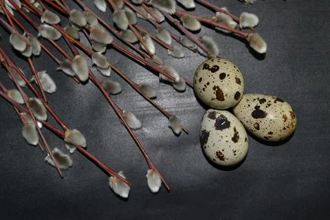 Top view Easter quail eggs and willow branches on dark background Foto stock
