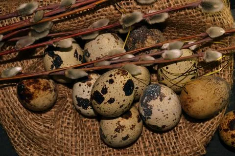 Top view Easter quail eggs in bagging and willow branches on dark background 스톡 사진