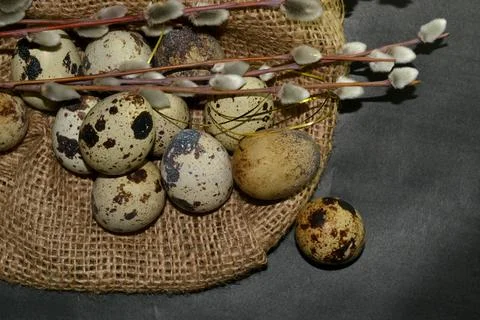 Top view Easter quail eggs in bagging and willow branches on dark background 스톡 사진