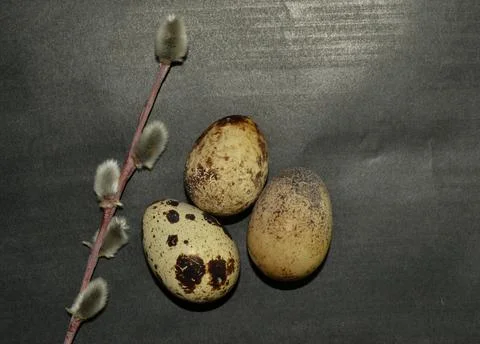 Top view Easter quail eggs and willow branch on dark background Stock-Fotos