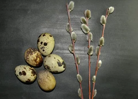 Top view Easter quail eggs and willow branches on dark background Foto stock