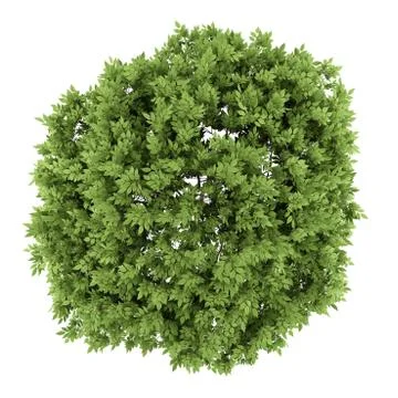 Top view of elderberry tree isolated on white background Stock Illustration