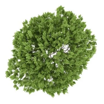 Top view of elderberry tree isolated on white background Stock Illustration