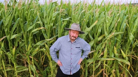 Top view elderly farmer happy stands in corn field with green corn put hands on Stock Footage 269966371