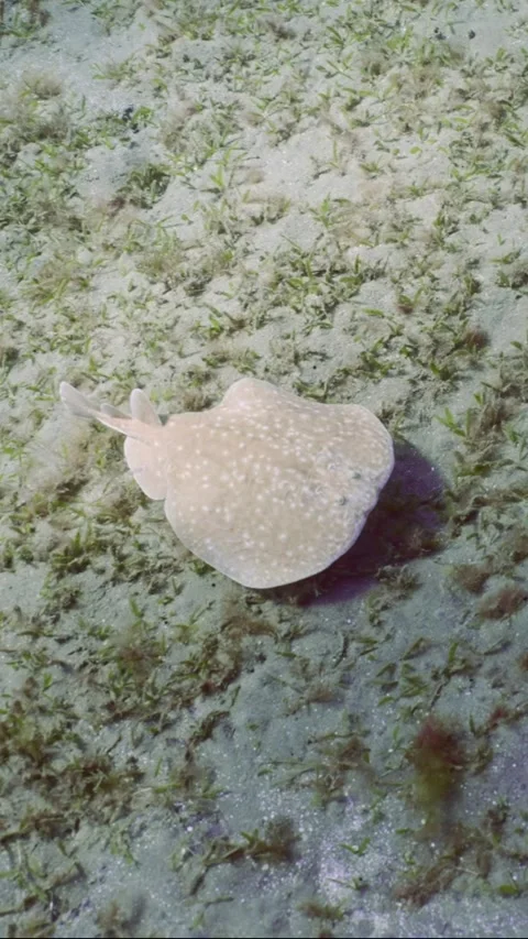 Top view of Electric Ray floats over sandy bottom covered with algae Stock Footage 252016051