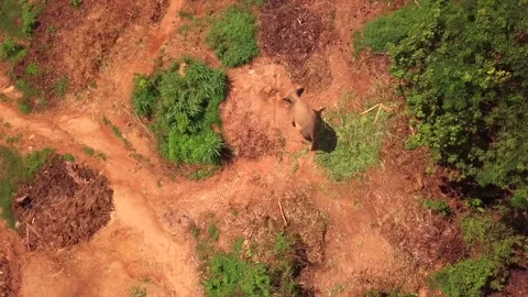 Top view of elephant herd Thailand Stock Footage 161098691