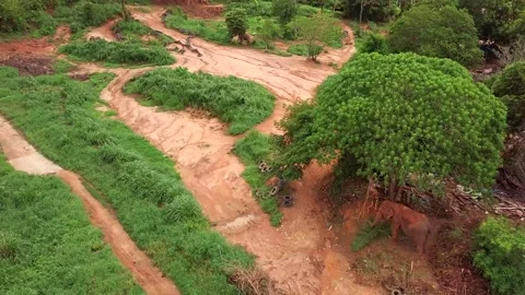 Top view of elephant herd Thailand Stock Footage 161098701