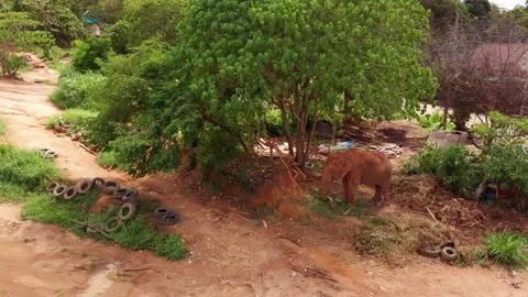 Top view of elephant herd Thailand Stock Footage 161098718