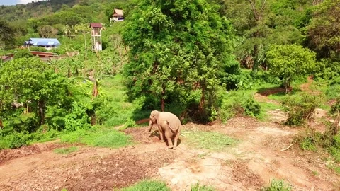 Top view of elephant herd Thailand Stock Footage 161098722