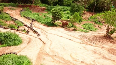 Top view of elephant herd Thailand Stock Footage 161098723