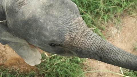 Top view of an elephant's head in the park Stock Footage 273721971
