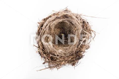 Top view of empty bird nest isolated on white background Stock Image ...