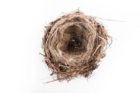 Top view of empty bird nest isolated on white background Stock Photos