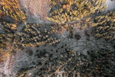 Top view on the empty road in the forest in snow in winter at sunlight. Stock Photos