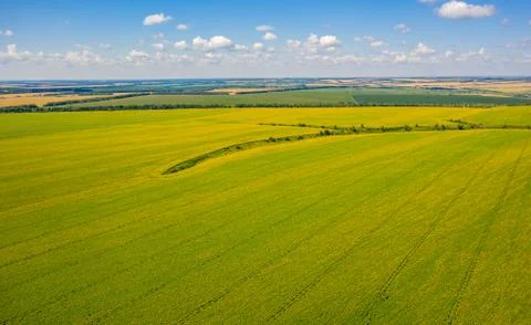 Top view of the endless fields of sunflower, virial photo Stock Photos