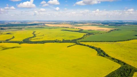 Top view of the endless fields of sunflower, virial photo Stock Photos