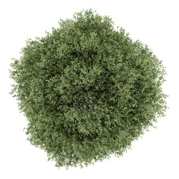 Top view of english oak tree isolated on white background Illustrazione stock