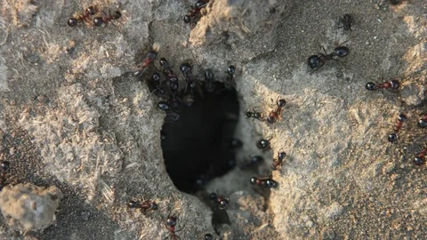 Top view of the entrance to the anthill Stock Footage 76010726