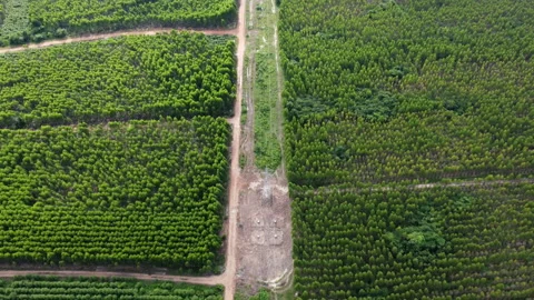 Top view of eucalyptus forest in Thailand. Natural landscape background. Stock Footage 216413341