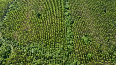 Top view of eucalyptus forest in Thailand. Natural landscape background. Stock Footage 216414253