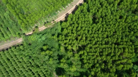 Top view of eucalyptus forest in Thailand. Natural landscape background. Stock Footage 217917613