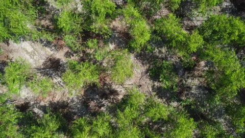 Top view of eucalyptus forest in Thailand. Natural landscape background. Видео 217918036