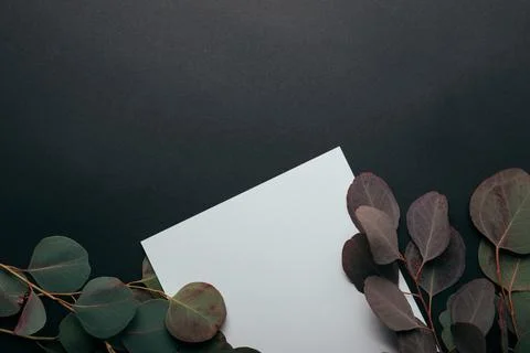 Top view eucalyptus leaves empty Stock Photos