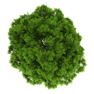 Top view of european ash tree isolated on white background Stock Illustration
