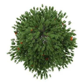 Top view of european rowan tree isolated on white background Stock Illustration