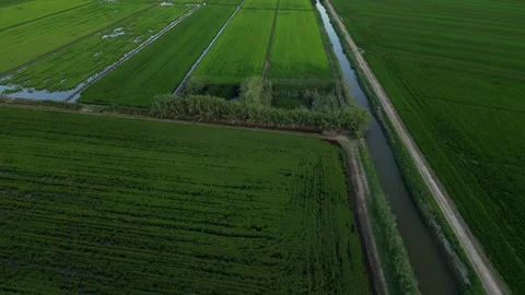 	Top view of the extensive rice fields. Concept of traditional agriculture. Stock Footage 247631359