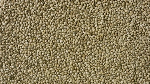 Top view extreme close-up turntable of hemp seeds background Stock Footage 230914022