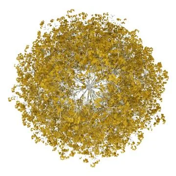 Top view of fall birch tree isolated on white background Stock Illustration