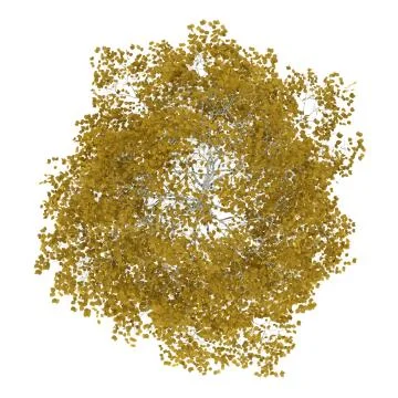 Top view of fall birch tree isolated on white background Illustrazione stock