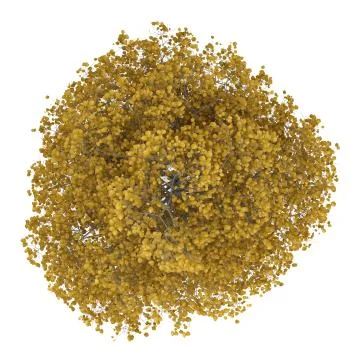 Top view of fall common lime tree isolated on white background Stock Illustration