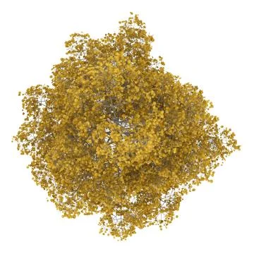 Top view of fall common lime tree isolated on white background Stock Illustration